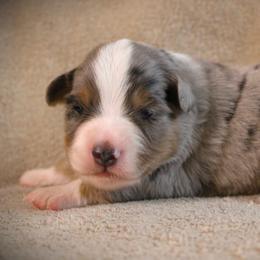 Ford - Blue merle male Miniature Australian Shepherd puppy in Menomonee Falls, Wisconsin from Hunt N Oaks