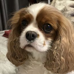 Lolita - Cavalier King Charles Spaniel