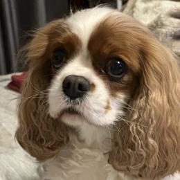 Lolita - Cavalier King Charles Spaniel
