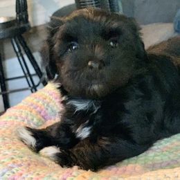 Havanese Puppies from PT Havanese