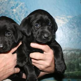 Labrador Retriever Puppies from Milliken Creek Labs