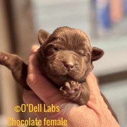 Girl 1 - Chocolate female Labrador Retriever puppy in Sullivan, Missouri from O’Dell Labs