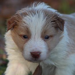 Gold male 1 - Gold male Border Collie puppy in Tylertown, Mississippi from Cool Meadow Farms