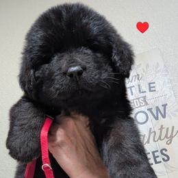 Newfoundland Male Red Collar - Black male Newfoundland puppy in Burfordville, Missouri from Umfleet Farms