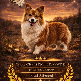 Cedar - Pembroke Welsh Corgi