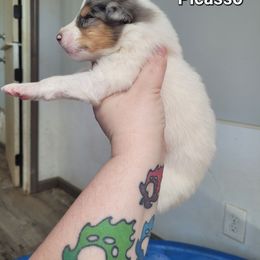 Picasso - Blue merle and white male Collie puppy in Mattoon, Illinois from Gold Leaf Collies