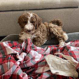 Merry - Red  female Goldendoodle puppy in Sugarcreek, Ohio from True Hearted Doodles