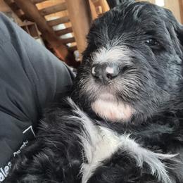 Boy 7 black collar - Black and white male Sheepadoodle puppy in Eleva, Wisconsin from Molly’s Doodles