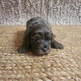 Percy - Tri-color male Cavapoo puppy in Missouri from KDK Missouri Miniature Poodles