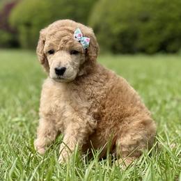 Miss Aqua Collar (video) - Apricot female Poodle puppy in Screven, Georgia from Dreamland Standard Poodles