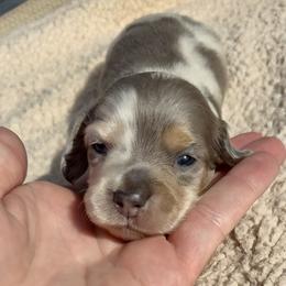 Romeo - Dapple male Dachshund puppy in Vero Beach, Florida from Joseph’s Dachshunds