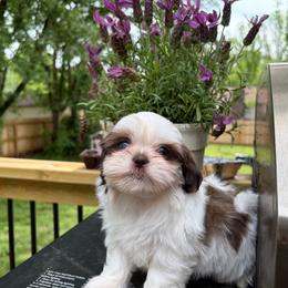 Akc Girl - Liver and white female Shih Tzu puppy in Springfield, Missouri from Lopez Family Tails