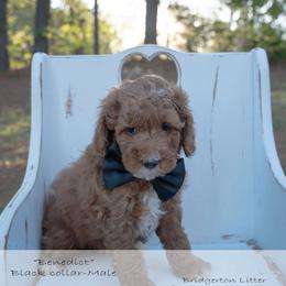 Benedict - black collar - Red male Bernedoodle puppy in Lexington, North Carolina from Deborah’s Doodles
