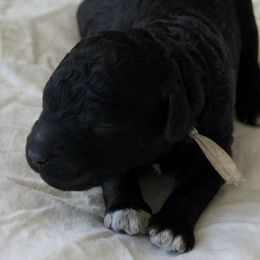Boy 3 - Black male Poodle puppy in Tullahoma, Tennessee from Peaceful Valley Poodles