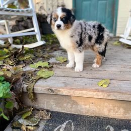 Australian Shepherd Puppies from HCA Aussies