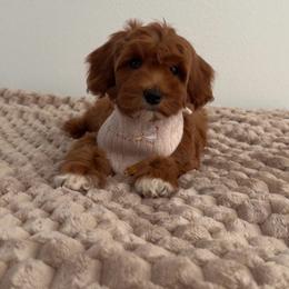 Pumpkin Bear - Red  female Goldendoodle puppy in Anaheim, California from Doodles