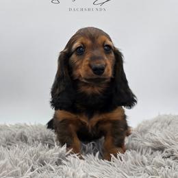 Purple Collar ON HOLD - Red female Dachshund puppy in Zebulon, North Carolina from Salt of the Earth Dachshunds