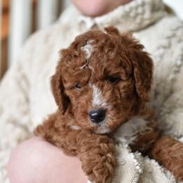 Forest - Apricot male Goldendoodle puppy in Berlin, Ohio from Doodle Babys