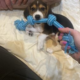 Beagle Puppies from Leslie Beagles of Leslie Farm