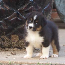 Olympia - Black tri-color female Australian Shepherd puppy in Cape Girardeau, Missouri from Promise Keeper Kennel