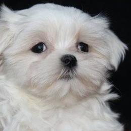 Maltese from Angel-Lite Maltese