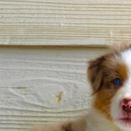 Miniature American Shepherd Puppies from Brassy Acres Miniature American Shepherds
