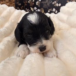 Blanche - Black and white female Cavapoo puppy in Redding, California from O’Hara  Doodles