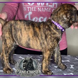 Nova - Chestnut brindle female Cane Corso puppy in Warren, Ohio from Northeast Ohio Cane Corso