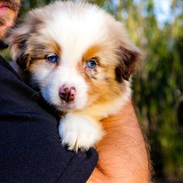 Cranberry - Red merle female Australian Shepherd puppy in Belton, Texas from Brilliant Beautiful Australian Shepherds
