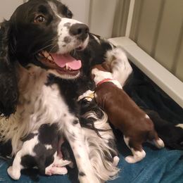 English Springer Spaniel Puppies from Maple Hill Farm English Springer Spaniels