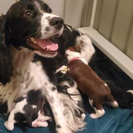 English Springer Spaniel Puppies from Maple Hill Farm English Springer Spaniels
