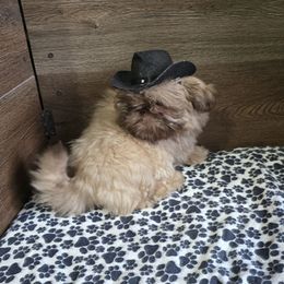 Boy 1 - Liver male Shih Tzu puppy in Meadows Of Dan, Virginia from Walt’s Shih Tzus