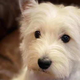 Mi-Kis and West Highland White Terriers from Cricket Hill’s Westies and Shekinah’s Mi-Kis