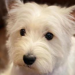 Mi-Kis and West Highland White Terriers from Cricket Hill’s Westies and Shekinah’s Mi-Kis