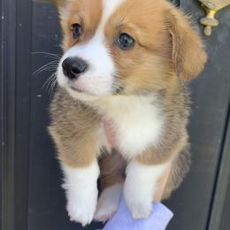 Snowflake - Red male Pembroke Welsh Corgi puppy in Cumming, Georgia from Carter’s Corgis LLC