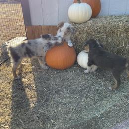 Miniature Australian Shepherd Puppies from Wild Outlaw Aussies