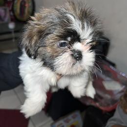 Minnie - Gold and white female Shih Tzu puppy in Azusa, California from RJ Shih Tzu lover