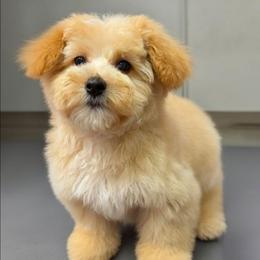 Eryn - Tan male Yorkipoo puppy in Lebanon, Kentucky from Mosaic Merle Doodles