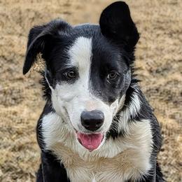 Patch - Black and white male Border Collie puppy in Strafford, Vermont from Thundering Paws Farm Working Collies