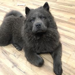 Chow Chow Puppies from Darling Chows