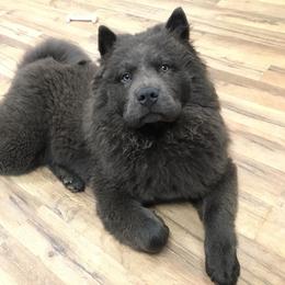 Chow Chow Puppies from Darling Chows