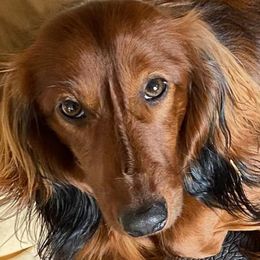 Dachshunds from Small Town Doxies