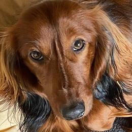 Dachshunds from Small Town Doxies
