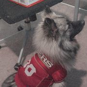 Luna  - Keeshond