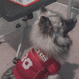 Luna  - Keeshond