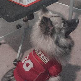 Luna  - Keeshond