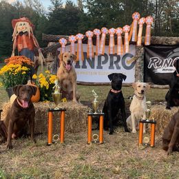 Labrador Retrievers from Elite Shed Hunting Retrievers