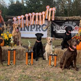 Labrador Retrievers from Elite Shed Hunting Retrievers