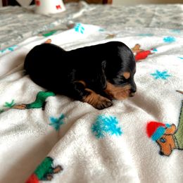 Vidia - Black and tan female Dachshund puppy in Molino, Florida from Dooney's Dachshunds