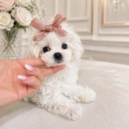 Tiny korean 6500 - White female Maltese puppy in Miami, Florida from Natalias Tiny Puppies